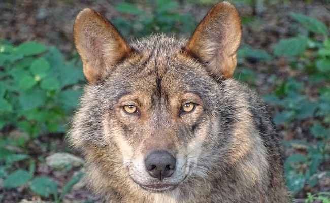 Ejemplar de lobo ibérico